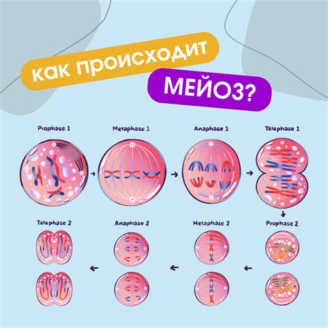 Мейотическое деление первичных ооцитов