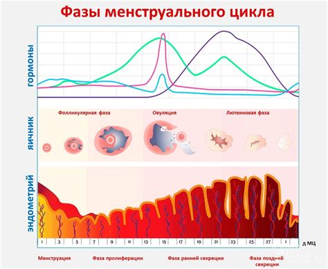 Менструация и гормональные изменения