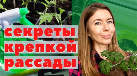 Меры по увлажнению и подкормке растений