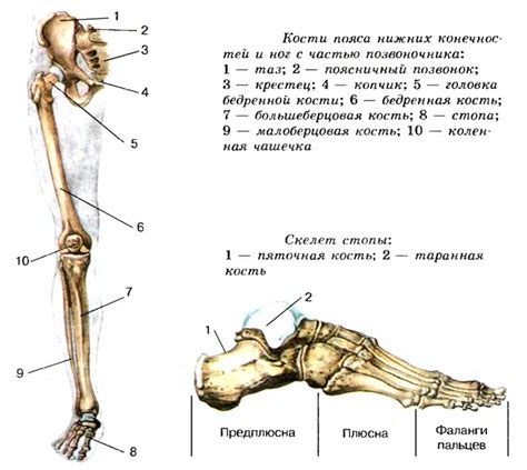 Меры предосторожности и решения проблемы ноющих костей на ногах у женщин