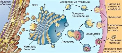 Места в клетке, где находится аппарат Гольджи