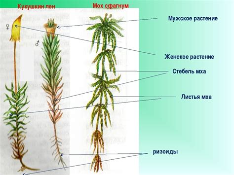 Места обитания и условия роста кукушкина лена и сфагнума