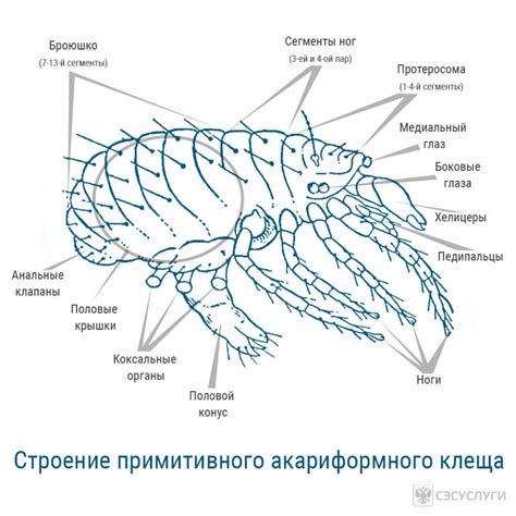 Места обитания чесоточного клеща