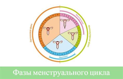 Методы контролирования длительности цикла у женщин