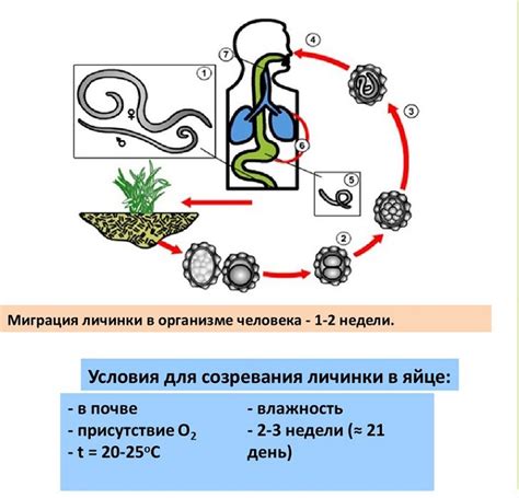 Методы передачи аскарид