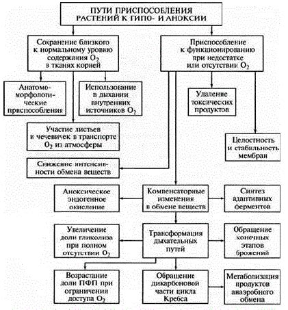 Механизмы адаптации нервной системы к недостатку кислорода