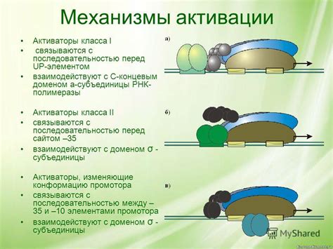 Механизмы активации перистальтики перед едой