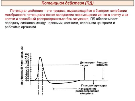 Механизмы возникновения постдеполяризационного потенциала