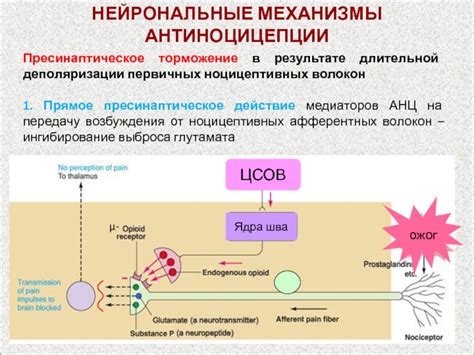 Механизмы деполяризации сарколеммы