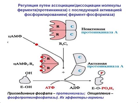 Механизмы компенсации отсутствия фермента