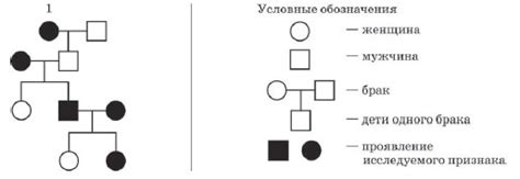 Механизмы образования гамет у родителя 1