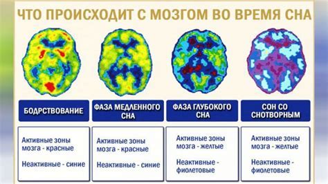 Механизмы образования слюней во время сна