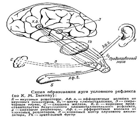 Механизмы обратной связи между вставочными нейронами и действием рефлекса