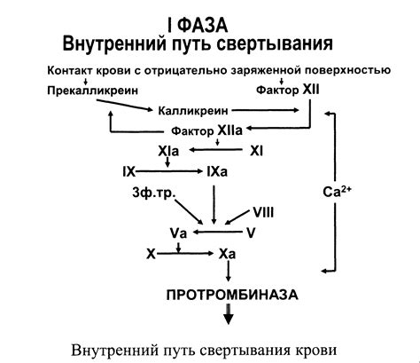 Механизмы предотвращения свертывания крови