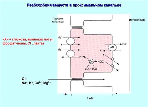 Механизмы реабсорбции глюкозы