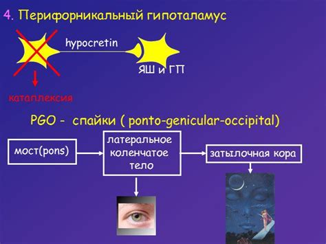 Механизмы регуляции сна: