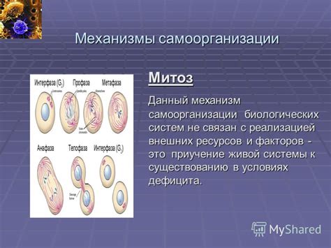 Механизмы самоорганизации организма