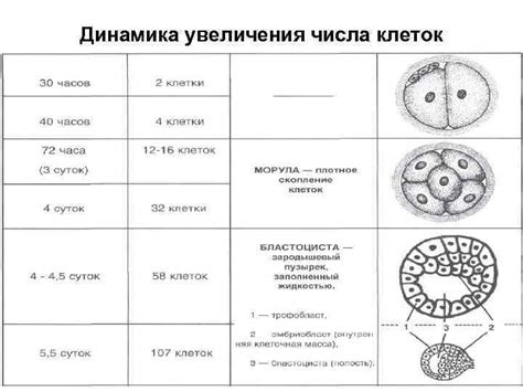 Механизмы увеличения числа клеток микроглии с возрастом