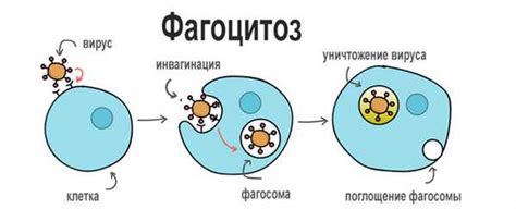 Механизмы фагоцитоза в животных клетках