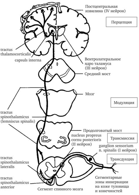 Механизм возникновения слабости