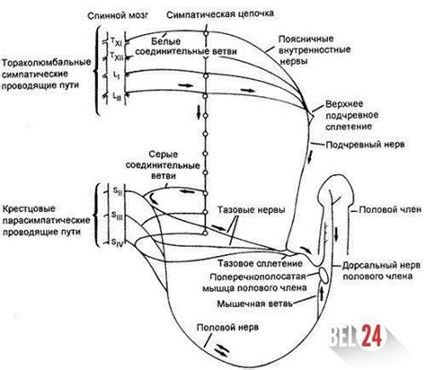 Механизм возникновения эрекции в мозге