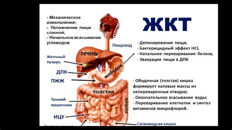 Механизм обороны организма