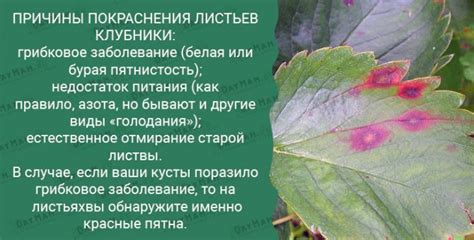 Механизм покраснения листвы