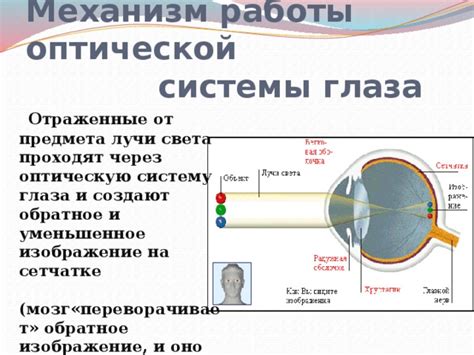 Механизм работы глаз