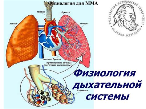 Механизм работы дыхательной системы