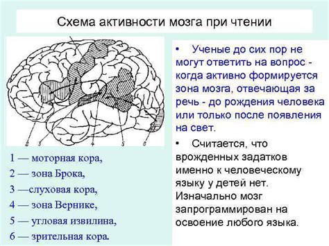 Механизм работы мозга при чтении слова "кажется"