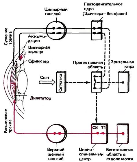 Механизм сужения зрачков