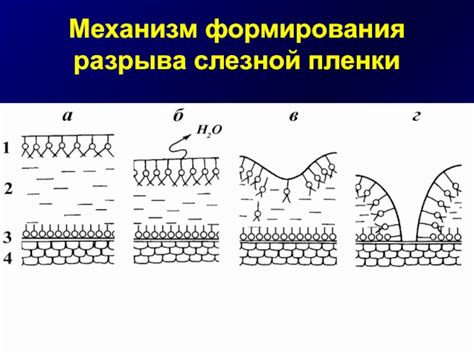 Механизм формирования пленки