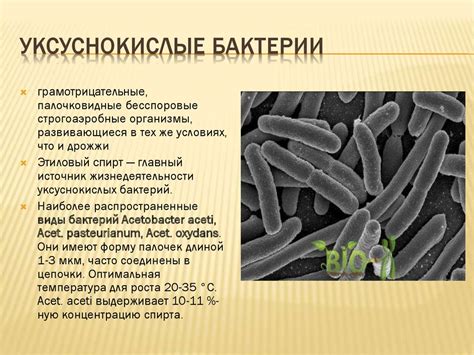 Микробиологическое царство: роль бактерий в экосистеме