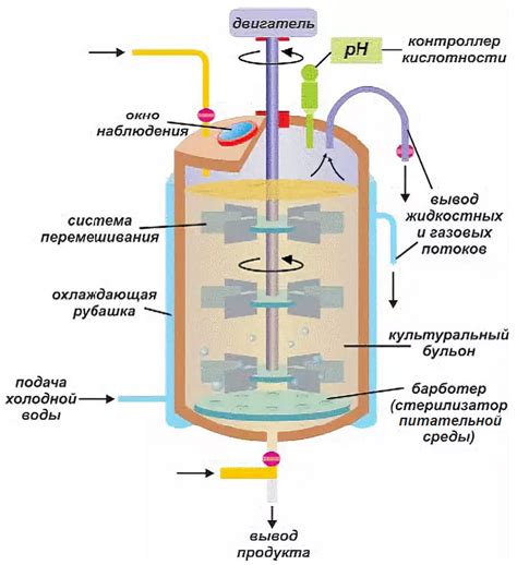 Микроорганизмы и ферментация