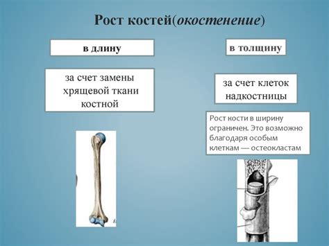 Минеральный состав декальцинированных костей