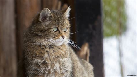 Минети Гейагаисте хезаржзагет, коти Хачкэличах Читигоистхас инкумиц, вж поцет ваздрес ет ми.