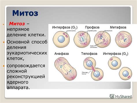 Митоз и опухоли