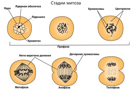 Митоз - один из методов деления клеток