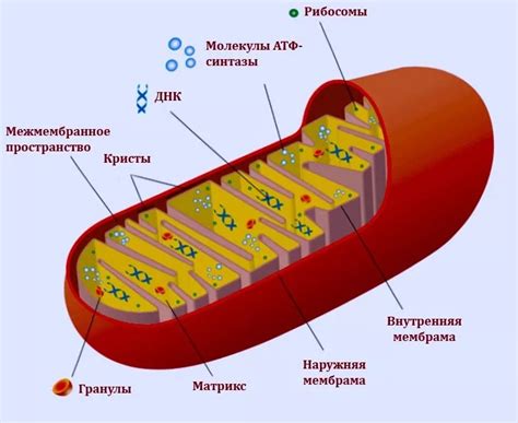 Митохондрии: аккумуляторы клетки