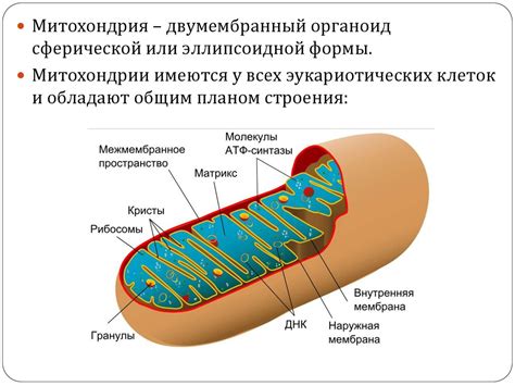 Митохондрии: клеточные "энергетические станции"