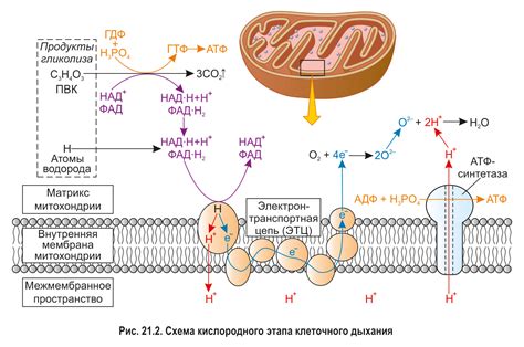 Митохондрии и клеточное дыхание