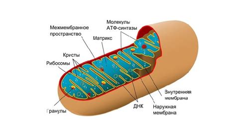 Митохондрии и процесс дыхания