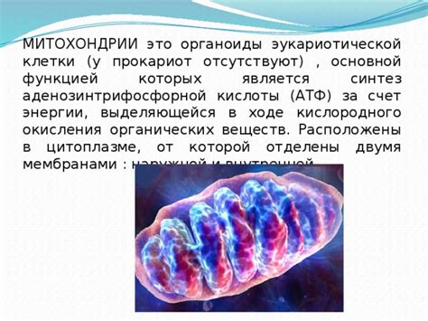 Митохондрии как источник энергии в организме