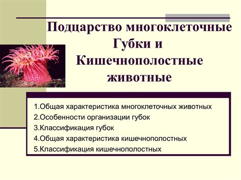 Многоклеточные губки