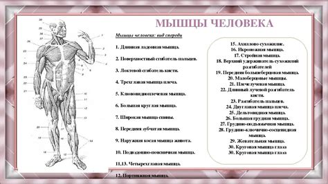 Многоуровневая система движений в теле человека