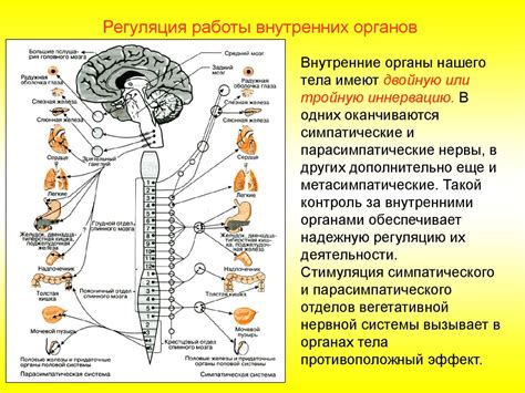 Мозг и нервная система: работа как электрическая схема