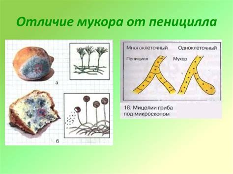 Мукор: описание и классификация