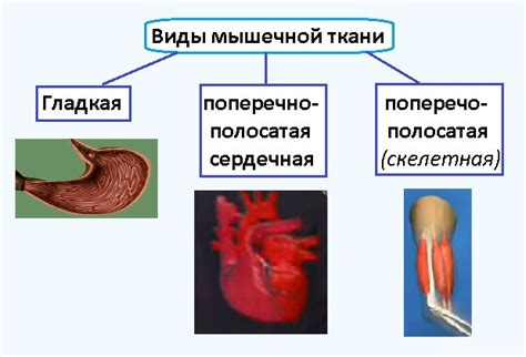 Мышечные особенности