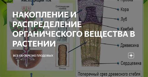 Накопление органического вещества