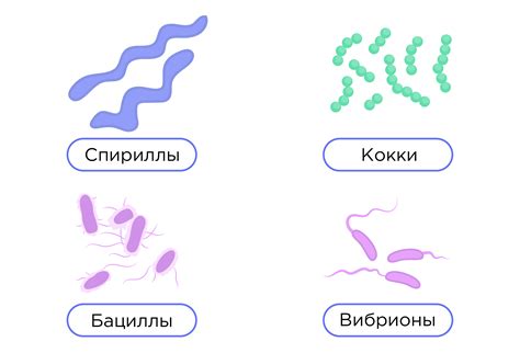 Наличие бактерий и микроорганизмов